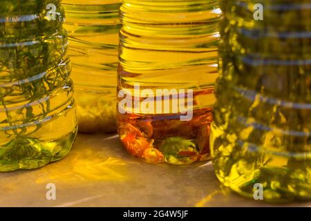 Nahaufnahme von aromatischen Olivenölvarianten mit würzigen Chilis und leckeren mediterranen Kräutern Stockfoto