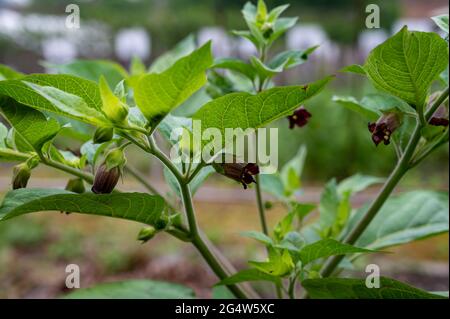 Botanische Sammlung, Atropa belladonna, allgemein bekannt als Belladonna oder tödliche Nachtschatten, ist giftige mehrjährige krautige Pflanze im Nachtschatten fa Stockfoto