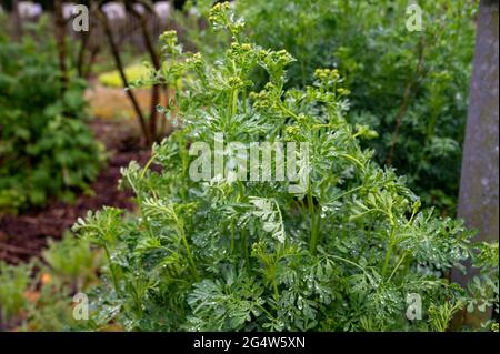 Botanische Sammlung, Ruta graveolens Heilpflanze oder stark riechende rue, allgemein bekannt als rue oder Herb-of-grace, ist Arten von Ruta als orn angebaut Stockfoto
