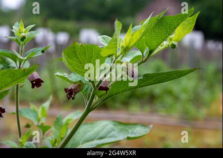 Botanische Sammlung, Atropa belladonna, allgemein bekannt als Belladonna oder tödliche Nachtschatten, ist giftige mehrjährige krautige Pflanze im Nachtschatten fa Stockfoto