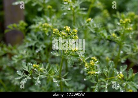 Botanische Sammlung, Ruta graveolens Heilpflanze oder stark riechende rue, allgemein bekannt als rue oder Herb-of-grace, ist Arten von Ruta als orn angebaut Stockfoto