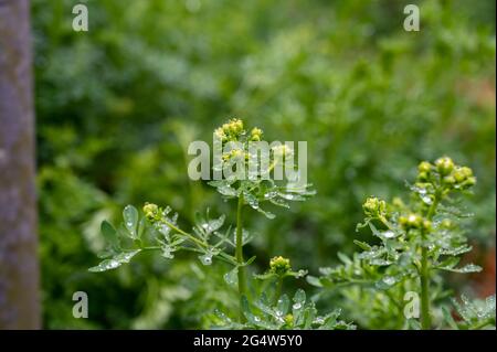 Botanische Sammlung, Ruta graveolens Heilpflanze oder stark riechende rue, allgemein bekannt als rue oder Herb-of-grace, ist Arten von Ruta als orn angebaut Stockfoto