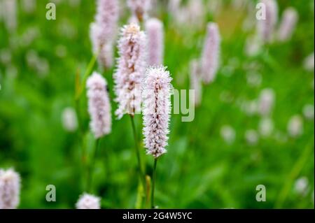 Botanische Sammlung, junge grüne Blätter und rosa Blüten von Heilpflanzen Bistorta officinalis oder Persicaria bistorta), bekannt als Bistort, Snakeroo Stockfoto