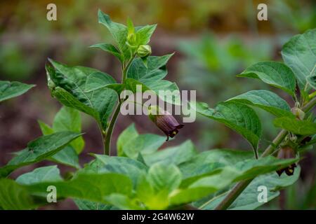 Botanische Sammlung, Atropa belladonna, allgemein bekannt als Belladonna oder tödliche Nachtschatten, ist giftige mehrjährige krautige Pflanze im Nachtschatten fa Stockfoto