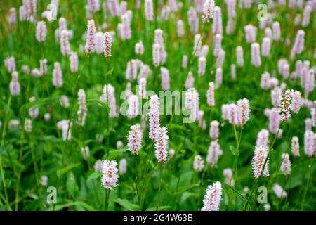 Botanische Sammlung, junge grüne Blätter und rosa Blüten von Heilpflanzen Bistorta officinalis oder Persicaria bistorta), bekannt als Bistort, Snakeroo Stockfoto