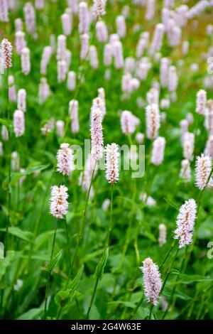 Botanische Sammlung, junge grüne Blätter und rosa Blüten von Heilpflanzen Bistorta officinalis oder Persicaria bistorta), bekannt als Bistort, Snakeroo Stockfoto