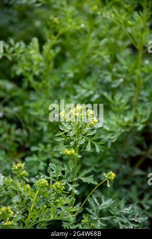 Botanische Sammlung, Ruta graveolens Heilpflanze oder stark riechende rue, allgemein bekannt als rue oder Herb-of-grace, ist Arten von Ruta als orn angebaut Stockfoto