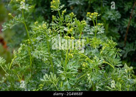 Botanische Sammlung, Ruta graveolens Heilpflanze oder stark riechende rue, allgemein bekannt als rue oder Herb-of-grace, ist Arten von Ruta als orn angebaut Stockfoto
