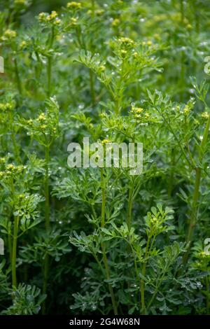Botanische Sammlung, Ruta graveolens Heilpflanze oder stark riechende rue, allgemein bekannt als rue oder Herb-of-grace, ist Arten von Ruta als orn angebaut Stockfoto