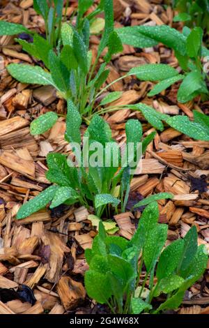 Botanische Sammlung, junge grüne Blätter der essbaren und medizinischen Gartenpflanze Tanacetum balsamita mehrjährige gemäßigte Kräuter oder costmary, alecost, balsa Stockfoto