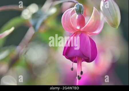 Nahaufnahme-Makro mit rosa Fuchsia-Blüten Stockfoto