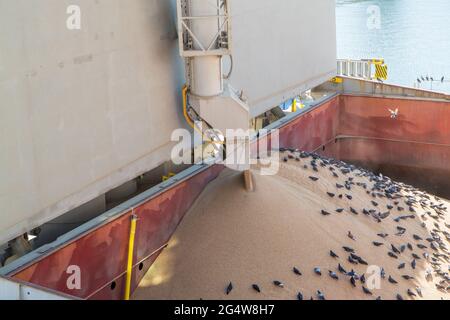 Еlevator Kranladungen Schiff hält Bulk mit Weizen. Vögel in Massenlagerung während der Getreideladerstellung. Whelp Bargain Hold. Körnerelevator. Füllstopp. Weizen in b Stockfoto