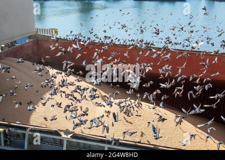 Еlevator Kranladungen Schiff hält Bulk mit Weizen. Vögel in Massenlagerung während der Getreideladerstellung. Whelp Bargain Hold. Körnerelevator. Füllstopp. Weizen in b Stockfoto