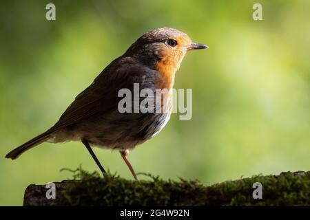 Robin thronte, während die Sonne darauf eintrifft. Stockfoto
