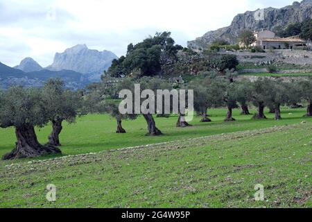 Vuelta Cricula Puig Roig, Mallorca, Balearen Stockfoto