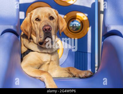 Yellow labrador Retriever legt sich auf bunte Spielgeräte für Kinder Stockfoto