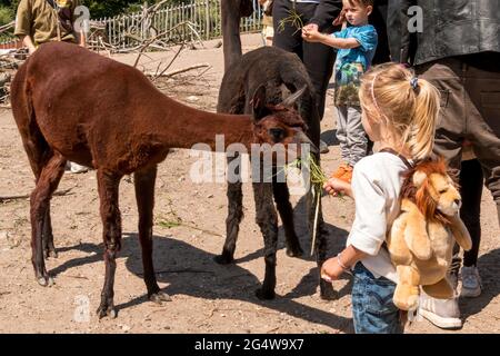 Ebeltoft, Dänemark - 21. Juli 2020: Kinder füttern Lamas mit Ästen, während Erwachsene beobachten, Sonne, blauen Himmel Stockfoto