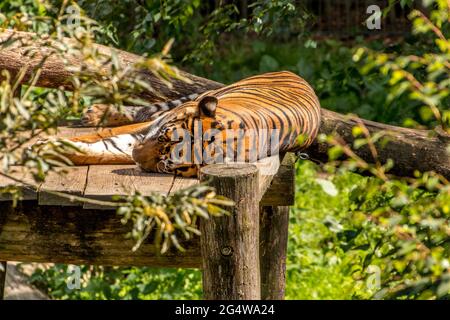 Ebeltoft, Dänemark - 21. Juli 2020: Ein Tiger liegt schlafend auf einigen hölzernen Plattformen, großer orangefarbener Tiger Stockfoto