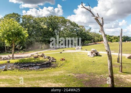 Ebeltoft, Dänemark - 21. Juli 2020: Drei Jeeps auf Safari zwischen den Tieren Stockfoto