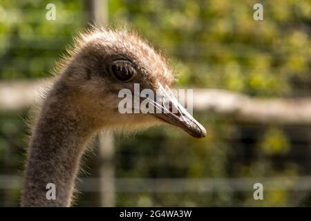 Ebeltoft, Dänemark - 21. Juli 2020: Die Menschen stehen und blicken auf Strauße, blauen Himmel Stockfoto
