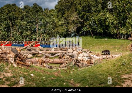 Ebeltoft, Dänemark - 21. Juli 2020: Kleine Züge fahren durch ein Gebiet von braunen und schwarzen Bären, in der Nähe von Bären, Stockfoto