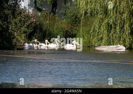 Ebeltoft, Dänemark - 21. Juli 2020: Pelikane schwimmen in einem See, Bäumen und Blumen Stockfoto