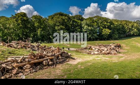 Ebeltoft, Dänemark - 21. Juli 2020: Bisons und Bären auf der Savanne, blauer Himmel mit Wolken, Stockfoto