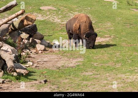 Ebeltoft, Dänemark - 21. Juli 2020: Bisons stehen auf der Savanne und fressen Gras Stockfoto