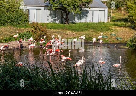 Ebeltoft, Dänemark - 21. Juli 2020: Flamingos an einem kleinen See, rosa Flamingos Stockfoto