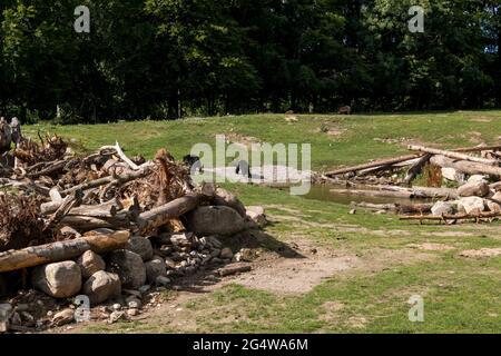Ebeltoft, Dänemark - 21. Juli 2020: Schwarzbären auf der Savanne und finden Nahrung Stockfoto