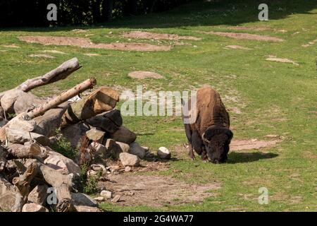Ebeltoft, Dänemark - 21. Juli 2020: Bisons stehen auf der Savanne und fressen Gras Stockfoto