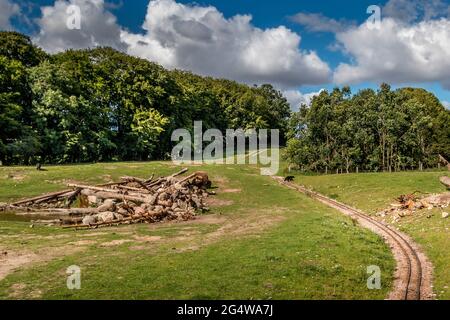 Ebeltoft, Dänemark - 21. Juli 2020: Bisons und Bären auf der Savanne, blauer Himmel mit Wolken, Stockfoto