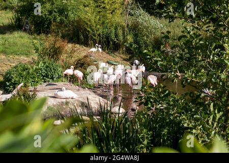 Ebeltoft, Dänemark - 21. Juli 2020: Flamingos an einem kleinen See, rosa Flamingos Stockfoto