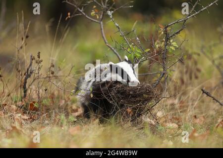 Dachs in der Nähe der Wiese, Lebensraum der Tierart, Europa. Wild Badger, Meles meles, Tier im Wald fressen Eier aus Vogelnest. Europäischer Dachs. Stockfoto