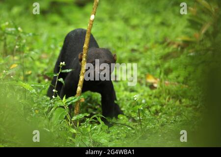 Die Tayra (Eira barbara) ist ein allesfressendes Tier aus der Wiesel-Familie, das in Amerika beheimatet ist. Costa Rica Natur. Niedliche Gefahr Säugetier in Lebensraum. Stockfoto