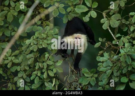 Panamischer, weißköpfiger Kapuziner, schwarzer Affe, der im tropischen Wald auf dem Baumzweig sitzt. Cebus capucinus in grüner Vegetation, Costa Rica Stockfoto