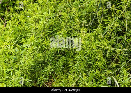 Überwucherter Klumpen von Klebern oder Stachelgras, Galium aparine, ein sehr häufiges jährliches Unkraut, das im ganzen Garten vorkommt und schwer auszurotten ist. Stockfoto