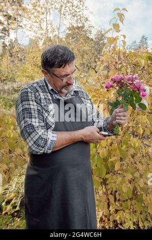 Älterer Gärtner mit einem Strauß Rosen. Älterer Mann mit einem Bart hält einen Strauß rosa Rosen im Garten geschnitten. Stockfoto
