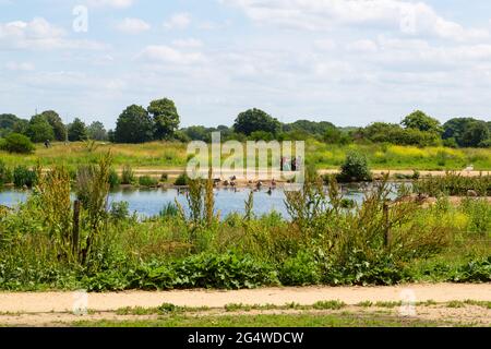 Jubilee Pond, Wanstead Wohnungen, Park, Forest Gate, E7, London, großbritannien Stockfoto