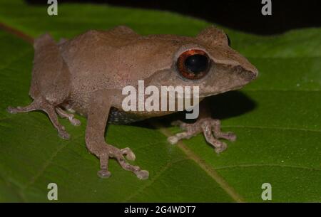 Brauner Frosch auf einem Blatt; winziger Frosch; niedlicher froggy; Pseudophilautus alto aus Sri lanka; endemisch in Sri Lanka; Frösche in der Stadt; Stockfoto