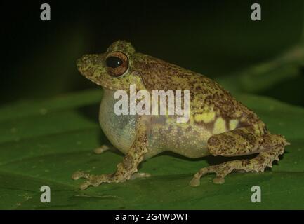 Frosch auf einem Blatt; kleiner Frosch; niedlicher froggy; Pseudophilautus cavirostris aus Sri lanka; endemisch in Sri Lanka; Frösche in der Stadt; Stockfoto