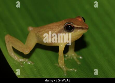 Brauner Frosch auf einem Blatt; winziger Frosch; niedlicher froggy; Pseudophilautus tanu aus Sri lanka; endemisch in Sri Lanka; Frösche in der Stadt; Stockfoto