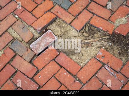 Beschädigte rote Backsteinpflaster mit Fischgrätenmuster und Schmutz lassen Platz für Text in dieser abstrakten Grunge-Hintergrundstruktur. Stockfoto