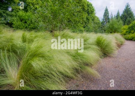 Das weiche Federgras Stipa tenuissima liegt auf dem Gelände der Anglesey Abbey, einem Landhaus im jakobanischen Stil in Lode, in der Nähe von Cambridge, Großbritannien Stockfoto