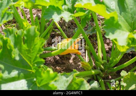 Blühende Zucchini Zucchini. Große grüne Blätter einer Pflanze mit einer gelben Blume. Längliche Früchte entwickeln. Stockfoto