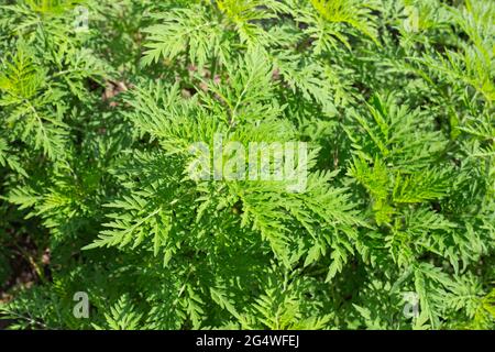 Ambrosia Büsche im Sommer. Mehrjährige Unkrautpflanze verursacht eine starke allergische Reaktion, Heuschnupfen. Stockfoto