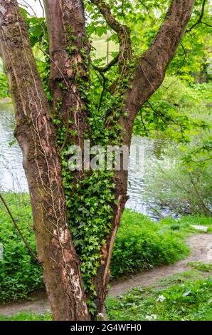 Ivy (Hedera) wächst auf einem Baumstamm in einem Woodland Park Stockfoto