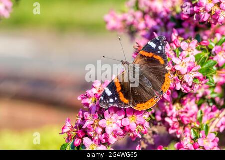 Roter Admiralschmetterling, Vanessa atalanta. Stockfoto