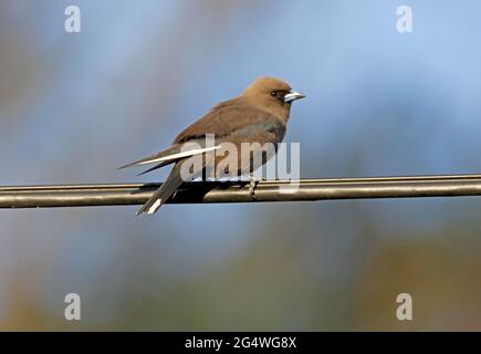 Die dunkle Holzschwalbe (Artamus cyanopterus cyanopterus) liegt auf der Stromleitung im Südosten von Queensland, Australien Januar Stockfoto