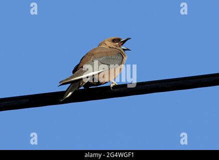 Die dunkle Holzschwalbe (Artamus cyanopterus cyanopterus), die auf der Stromleitung im Südosten von Queensland, Australien, gähnt Dezember Stockfoto